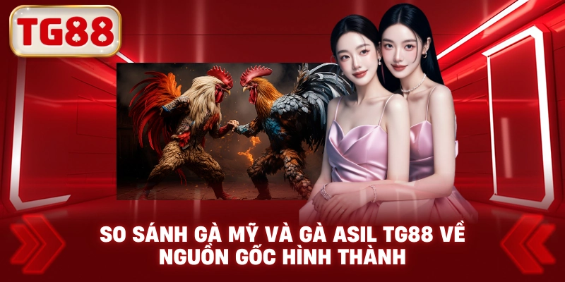 So Sánh Gà Mỹ Và Gà Asil TG88 Về Nguồn Gốc Hình Thành